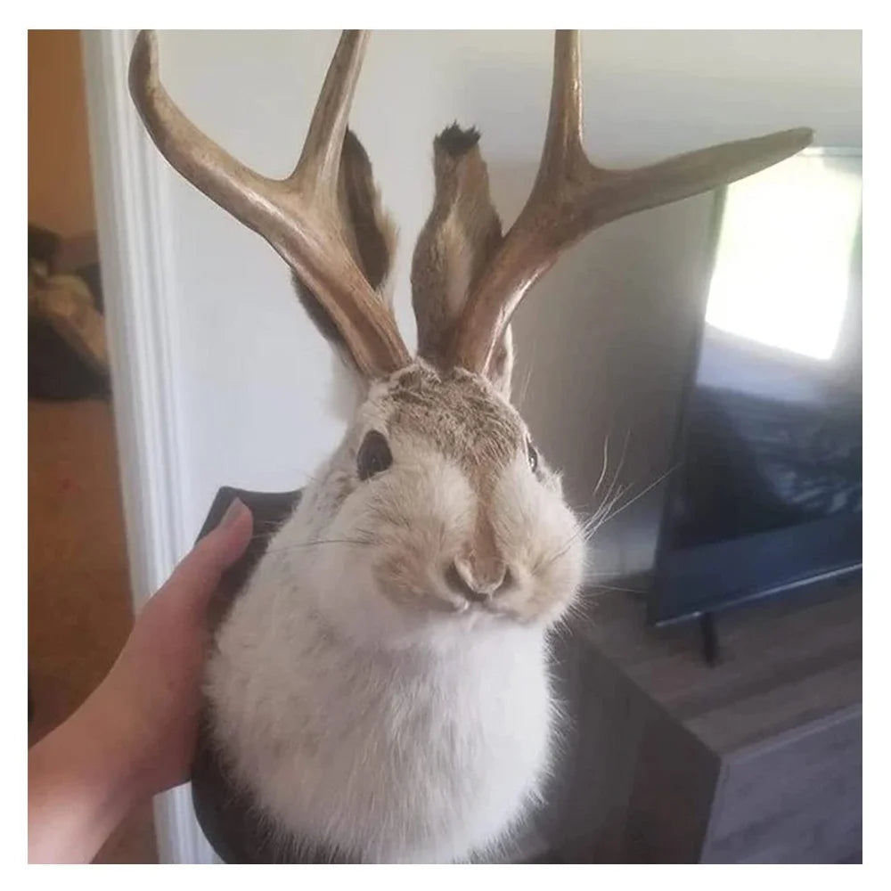 3D Rabbit Antler Wall Mount