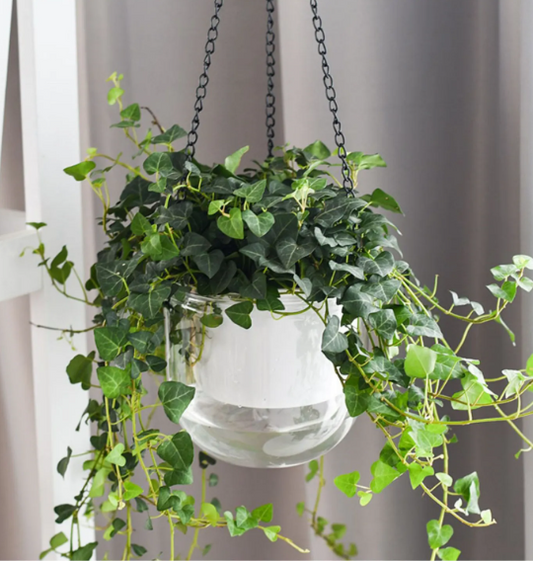 Self-Watering Hanging Flowerpot.